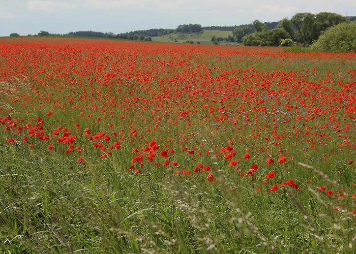 Ferienwohnung Am Weltnaturerbe Grumsin