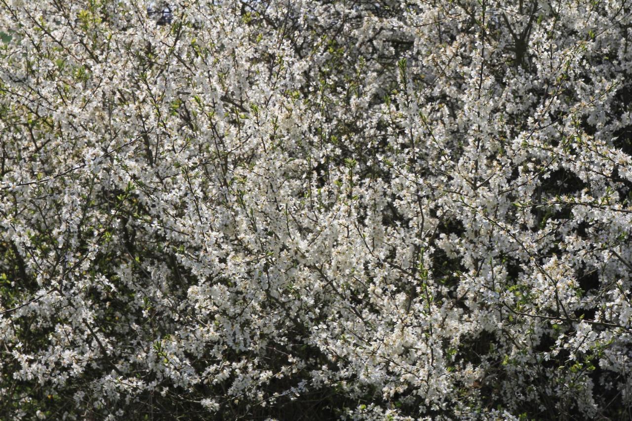 Am Weltnaturerbe Grumsin Apartment Ziehten